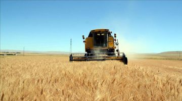 Küresel hububat üretiminde en fazla soya fasulyesinde artış bekleniyor